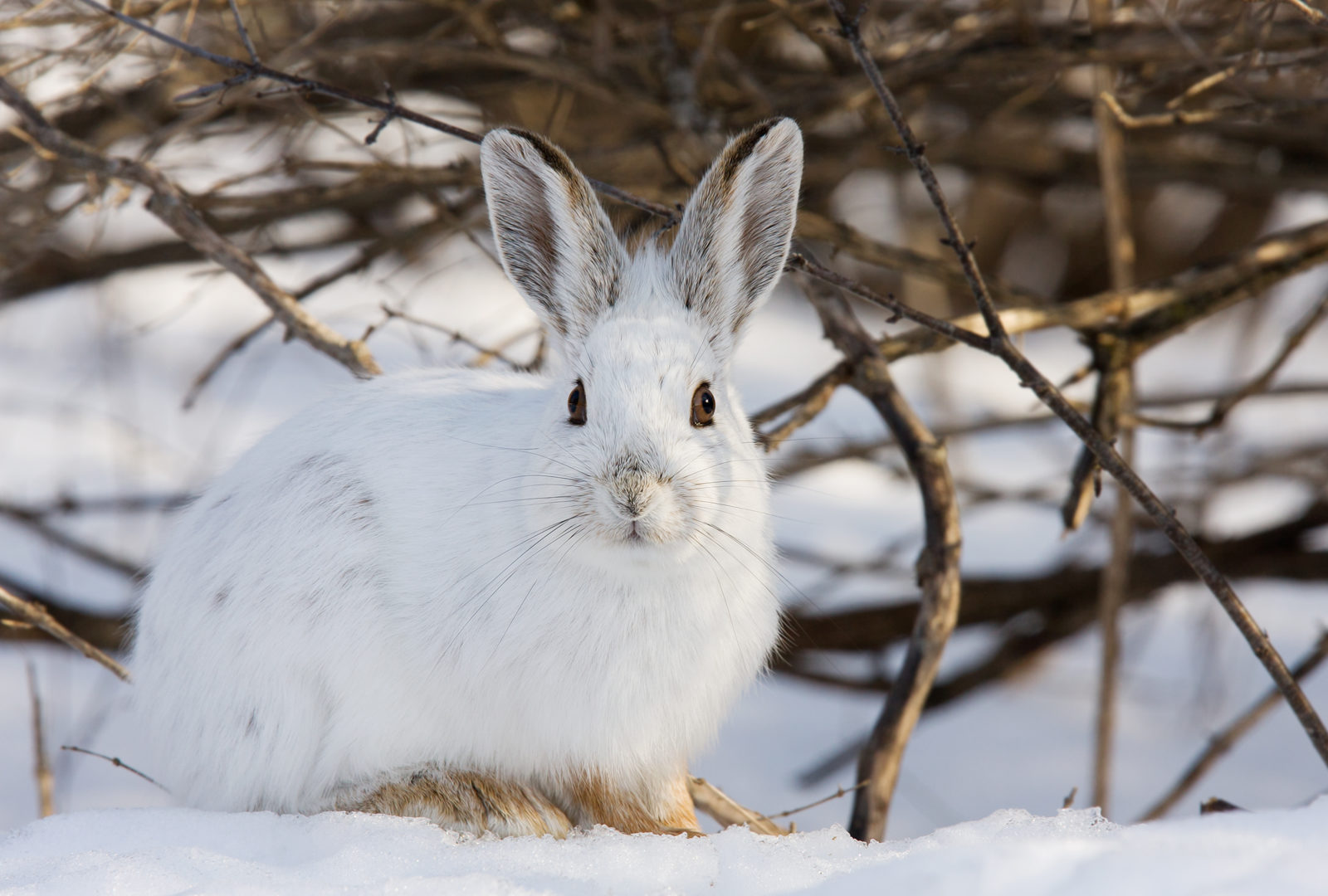 Snow bunny head